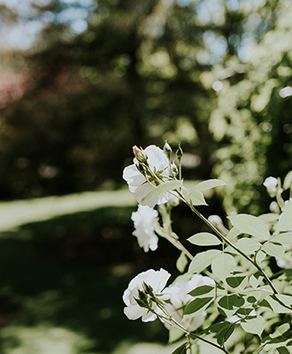 Garden Flowers